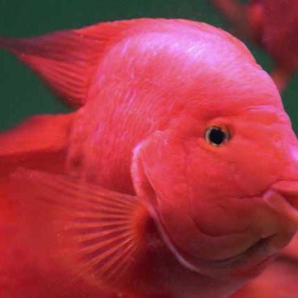 紅鸚鵡 魚